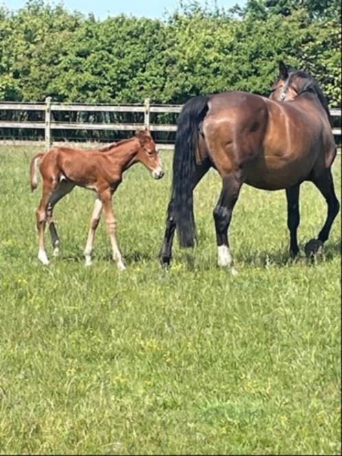 Hengstenveulen Toèmme de Regor Z x Argentinus, Dieren en Toebehoren, Paarden, Hengst, Z, Minder dan 160 cm, 0 tot 2 jaar, Springpaard