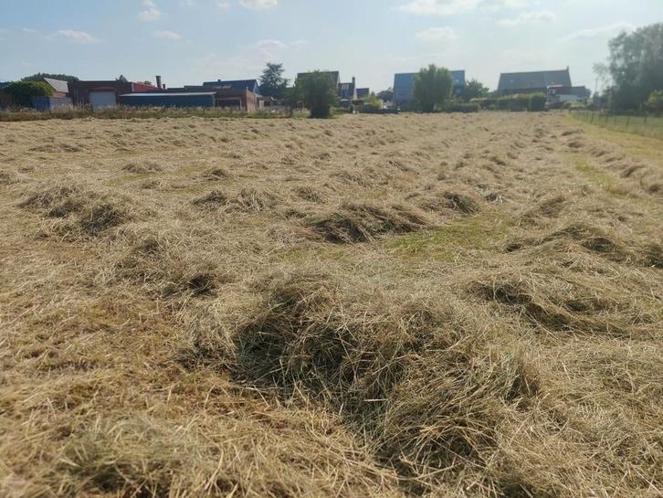 Kleine Balen hooi prima kwaliteit onkruidvrij, Dieren en Toebehoren, Dierenvoeding, Ophalen