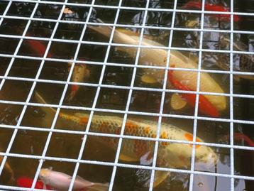 Koi's en Sarasa's beschikbaar voor biedingen