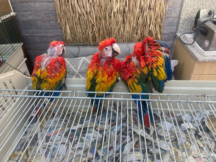geelvleugel ara jong, Dieren en Toebehoren, Vogels | Parkieten en Papegaaien, Papegaai, Mannelijk, Tam, Geringd