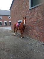 Hongre alezan, Dieren en Toebehoren, Paarden, Gechipt, Ruin, Zadelmak, 3 tot 6 jaar
