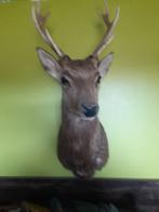 Taxidermie, Verzamelen, Ophalen, Zo goed als nieuw, Hert