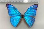 Morpho adonis, Colombia, Enlèvement ou Envoi