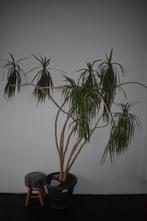 Grootste dracaena van Belgie :p, Tuin en Terras, Planten | Tuinplanten, Vaste plant, Halfschaduw, Zomer, Ophalen