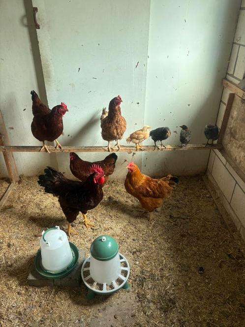 Kipen te koop, Dieren en Toebehoren, Vogels | Toebehoren, Ophalen