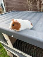 Cavia mannetje, Animaux & Accessoires, Rongeurs, Septembre, Mâle, Cobaye