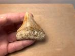 MOOIE LATERALE MEGALODON TAND - 6,8 cm, Verzamelen, Ophalen of Verzenden, Fossiel