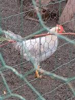 Haan leghorn isabelpatrijs, Dieren en Toebehoren, Mannelijk, Kip