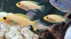 Maylandia Estherae minos reef malawih cichliden, Dieren en Toebehoren, Vis, Zoetwatervis