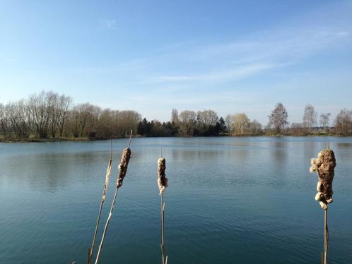 Grote karpers, Dieren en Toebehoren, Vissen | Vijvervissen, Karper of Koi
