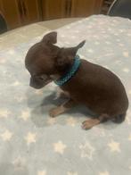 Chihuahua-pups mooie mini raszuiver zeer mooi kleintjes !, België, Fokker | Hobbymatig, 8 tot 15 weken, CDV (hondenziekte)