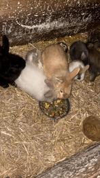 (leeuwenkopjes) konijntjes te koop