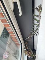 Mother of millions, Vetplant, 100 tot 150 cm, Ophalen of Verzenden, Bloeiende kamerplant
