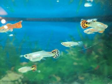 Guppy's gratis