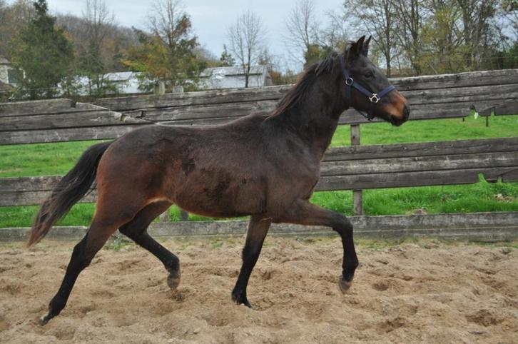 TK; zeer goede dressuurjaarling, Heel normale prijs, Dieren en Toebehoren, Paarden, Hengst, Niet van toepassing, 0 tot 2 jaar