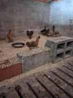 zijdehoenders, Dieren en Toebehoren, Meerdere dieren, Kip