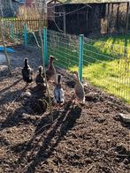 Canards qui courent indiens, Animaux & Accessoires, Plusieurs animaux, Canard