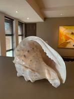 Grote zeeschelp, Enlèvement, Coquillage(s)