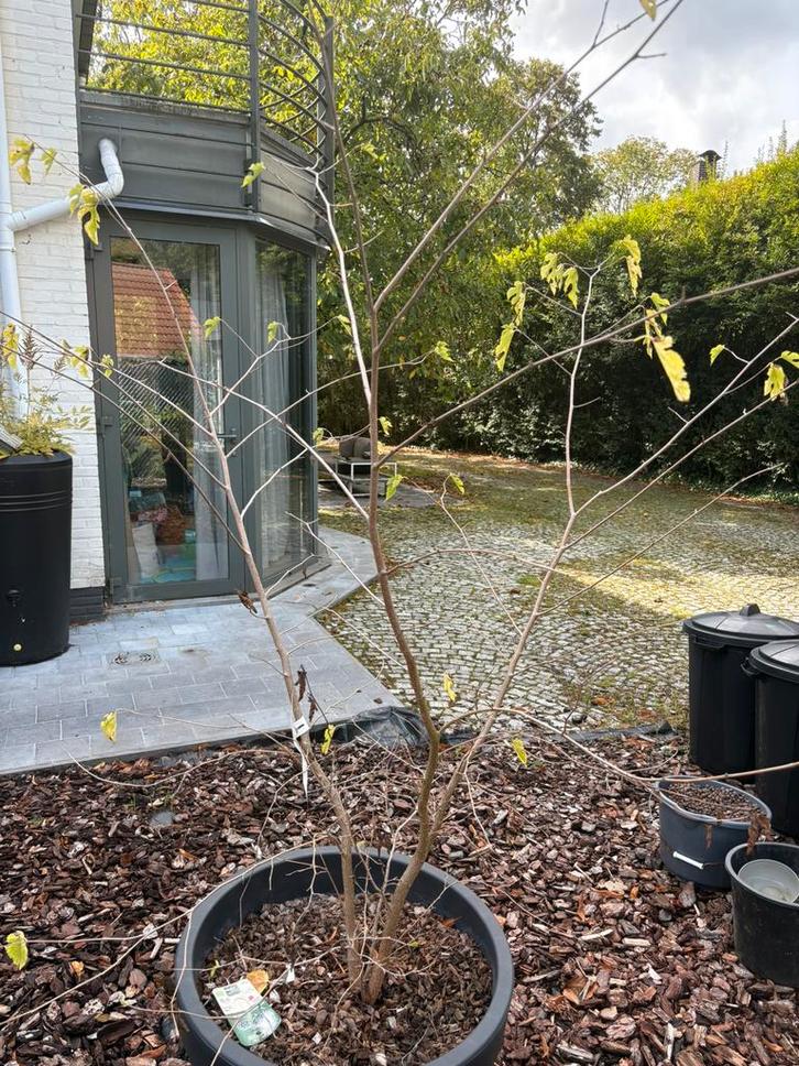 Zwarte moerbei - Morus nigra 'Mulle' boom, Tuin en Terras, Planten | Fruitbomen, Overige soorten, 100 tot 250 cm, Volle zon, Lente