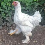 Brahma TT kwaliteit, Kip