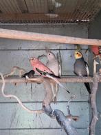 Roze bourkes parkieten., Dieren en Toebehoren