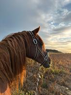 Verzorger gezocht, Animaux & Accessoires, Poneys