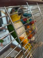 Mâles caïques moitié apprivoiser et sauvage, Animaux & Accessoires, Oiseaux | Perruches & Perroquets, Mâle, Perroquet