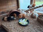 Groep cavia's, Animaux & Accessoires, Rongeurs, Août, Cobaye