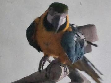 ❤️❤️❤️  BLAUWGELE ARA IS EEN POP 8 JAAR OUD  beschikbaar voor biedingen