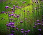 verbena-ijzerhard, Ophalen, Vaste plant