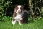 Australische Herder pup te koop - red tri reutje, CDV (hondenziekte), 8 tot 15 weken, Herder, België