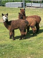Alpaca veulentjes