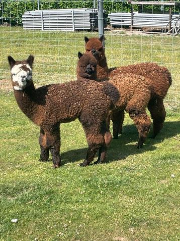 Alpaca veulentjes beschikbaar voor biedingen