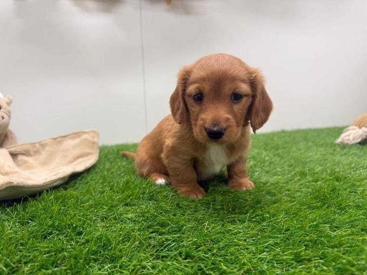 Nestje Dwergteckel pups, Dieren en Toebehoren, Honden | Teckels en Dashonden, Teef, Langhaar, Dwerg, Fokker | Professioneel, Eén hond