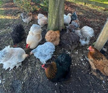 Œufs à éclore de Cochin bantam, Poule ou poulet