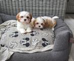 Prachtige cavalier king charles pups mix ouders aanwezig, Dieren en Toebehoren, Honden | Retrievers, Spaniëls en Waterhonden, België