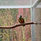 bonte boer, Dieren en Toebehoren, Vrouwelijk, Papegaai, Geringd