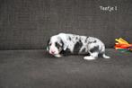 Prachtige kortharige Teckel pupjes, Dieren en Toebehoren, Parvo, België, 8 tot 15 weken, Korthaar
