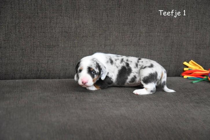 Prachtige kortharige Teckel pupjes, Dieren en Toebehoren, Honden | Teckels en Dashonden, Meerdere dieren, Korthaar, Dwerg, Fokker | Professioneel