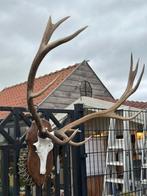 Groot gewei hert op gietijzeren schedel, Ophalen