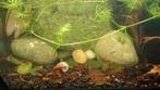 Vuurgarnalen , red cherry shrimp ., Dieren en Toebehoren, Vissen | Aquariumvissen, Kreeft, Krab of Garnaal, Zoetwatervis, Schoolvis