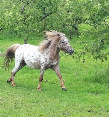 Appaloosa mini hengst beschikbaar voor biedingen