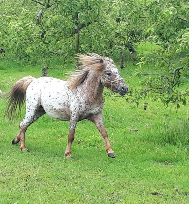 Appaloosa mini hengst, Dieren en Toebehoren, Paarden, Hengst