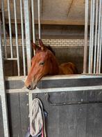 Zangersheide veulen — Conrad Z x Bonaparte x Acorado I, Dieren en Toebehoren, Hengst, Niet van toepassing, Gechipt, 0 tot 2 jaar