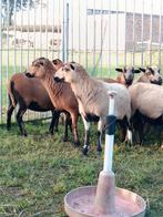 Mooie Kameroen schapen ( ooien ), Dieren en Toebehoren, Schapen, Geiten en Varkens