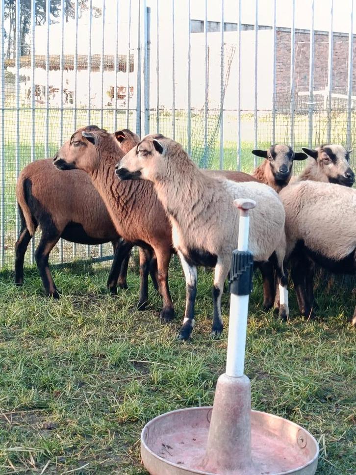 Mooie Kameroen schapen ( ooien ), Dieren en Toebehoren, Schapen, Geiten en Varkens