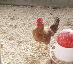 Haan, Mannelijk, Kip