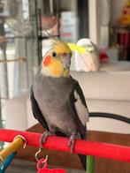 Gratis Valkparkiet, Dieren en Toebehoren, Vogels | Parkieten en Papegaaien, Tam