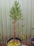 Mammoetboom, Sequoiadendron giganteum., En pot, Enlèvement