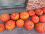 Pompoenen, Ophalen